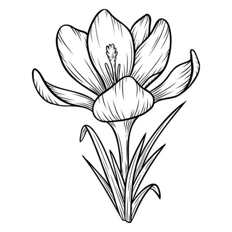 Crocus Drawing, Crocus Doodle, Saffron Crocus Tattoo, Saffron Drawing, Flower Bunch Sketch, Flower Bunch Vector, Saffron Crocus, Hello Wallpaper, Crocus Flower