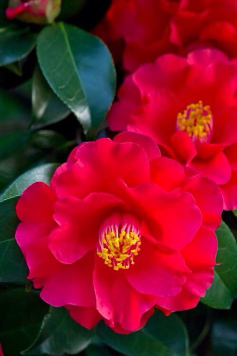 Camélias. Camellia Japonica, The Secret Garden, Cactus Y Suculentas, Beautiful Blooms, Flowers Nature, Flower Photos, Flower Pictures, Amazing Flowers, Love Flowers