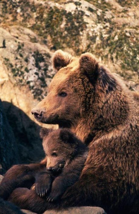 Brown Bears, Momma Bear, Love Bear, Grizzly Bear, Sweet Animals, Animal Planet, Baby Bear, Animal Photo, Black Bear