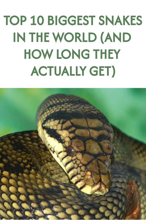 The top 10 biggest snakes in the world are giants that have spawned countless myths. Stories abound of snakes up to 100 feet, but how big do the longest actually get? Most Dangerous Snakes, Big Snakes, Facts About Snakes, Dangerous Snakes, Green Anaconda, Snake Facts, Medusa Snake, Burmese Python, Reticulated Python