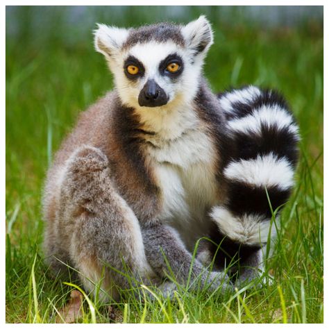 6 - Ring-Tailed Lemur Ring Tail Lemur, Ring Tailed Lemur, Animals