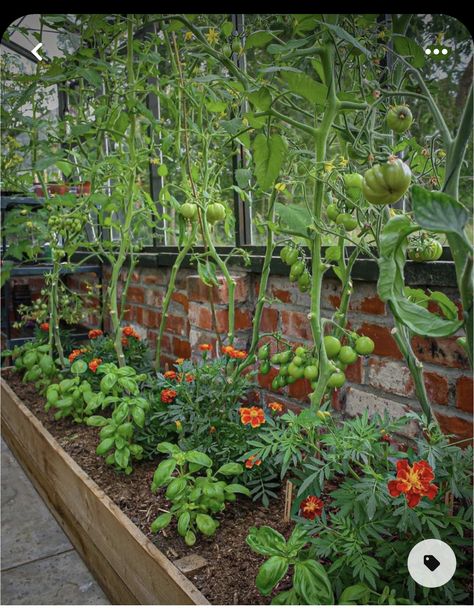 Tomato Companion Plants, Companion Gardening, Tattoo Plant, Meditation Garden, Garden Wallpaper, Veg Garden, Tomato Garden, Home Vegetable Garden, Vegetable Garden Design