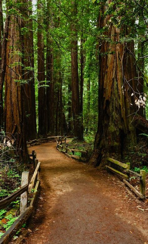 Muir Woods National Monument, Coastal Redwood, Russian River, Muir Woods, Background Reference, Redwood Tree, Redwood Forest, Old Trees, River House