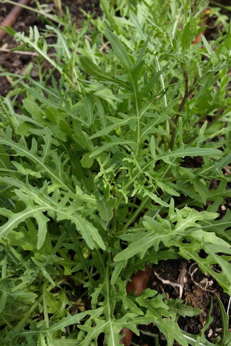 How To Grow Arugula, Arugula Plant, Arugula Plant Growing, Arugula Growing, Arugula Microgreens, Grow Room, Baby Arugula, Succession Planting, Food Forest