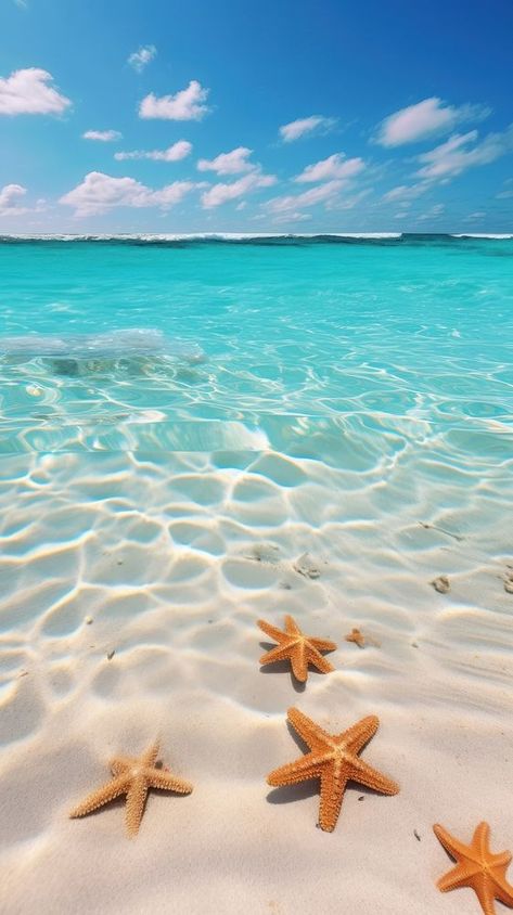 Desert bottom with starfish in the Caribbean Sea underwater outdoors horizon. | premium image by rawpixel.com Starfish On The Beach, Iphone Wallpaper Underwater, Starfish Pictures, Beach Iphone Wallpaper, Iphone Wallpaper Beach, Beach Scene Pictures, Iphone Wallpaper Summer, Summer Iphone Wallpaper, Iphone Wallpaper Ocean