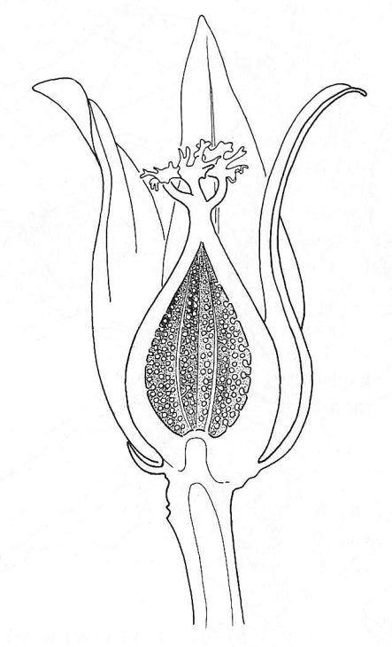 Biology Teaching, Female Drawings, Fruit Coloring, Half Flower, Biology Resources, Fruit Coloring Pages, Flower Drawings, Plant Drawing, Flower Inspiration