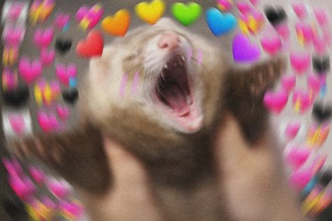 Ferret Meme, Heart Reaction, Funny Ferrets, Heart Memes, Cute Ferrets, Reaction Pic, Online Quiz, Cat Meme, Personality Quiz