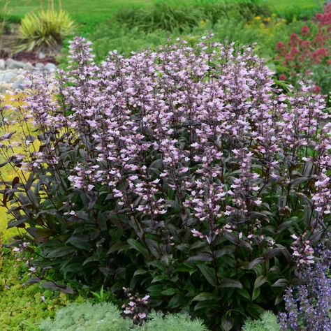 Hummingbird Attracting, Backyard Flowers Beds, High Country Gardens, Backyard Flowers, Light Pink Flowers, Summer Waves, Sustainable Garden, Flower Spike, How To Attract Hummingbirds