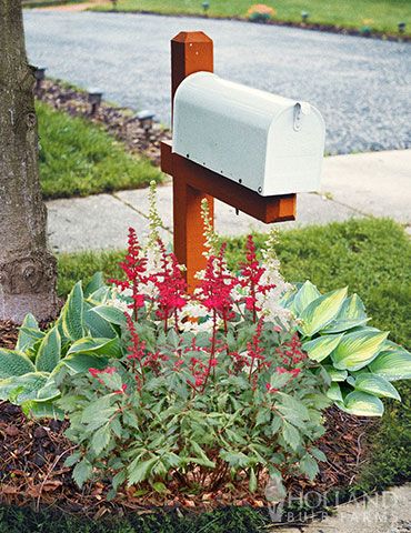 Shady Perennial Mailbox Garden contains some of the most popular shade tolerant perennials. Complete garden includes 18 perennial roots that will thrive near a shaded mailbox. The Shady Perennial Mailbox Garden is designed for a 3' diameter circle shaped garden. The hosta will be planted on both sides of the mailbox. The red and white astilbe will be planted in a staggered pattern in front and back of the mailbox. Specific directions on how and where to plant can be viewed in the planting advice White Astilbe, Mailbox Garden, Mailbox Landscaping, Shade Loving Perennials, Holly House, Growing Bulbs, Herb Garden Kit, Hosta Plants, Shady Tree