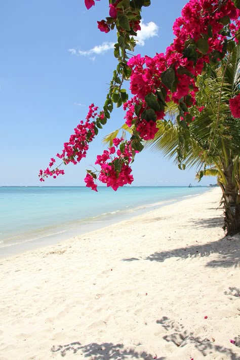 Bougainvillea Beach, Bougainvillea Wallpaper, Flowers On Beach, Island Wallpaper, Beach Floral, Beach Flowers, Tropical Travel, Tropical Beaches, Ocean Wallpaper