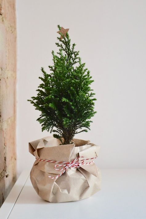 Plant Gift Ideas, Christmas Plants Gifts, Christmas Tree Plant, Christmas Pots, Christmas Plants, Budget Friendly Gift, Last Minute Christmas Gifts, Plant Gift, Creative Gift Wrapping