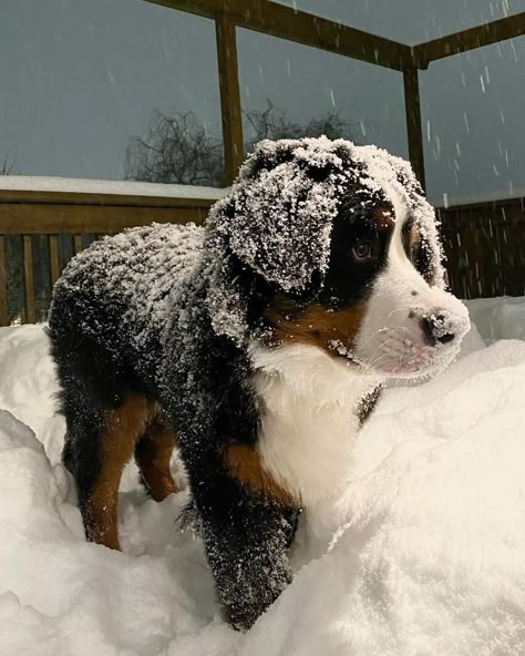 Bernie’s Mountain Dogs, St Bernese Mountain Dog, Bernese Mountain Dog Aesthetic, Bernese Puppies, Berner Dog, Mountain Dog Breeds, Bernese Puppy, Bernese Dog, Bernese Mountain Dog Puppy