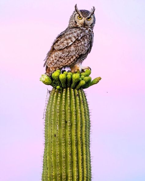 Desert Birds Arizona, Arizona Desert Animals, Desert Animal Art, Desert Owl, Arizona Animals, Arizona Birds, Desert Wildlife, Cactus Paintings, Cactus Wren