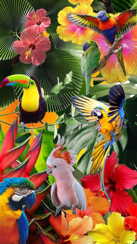 Tropical Bird Aesthetic, Birds Mood Board, Parrot Aesthetic Wallpaper, Tropical Birds Aesthetic, Bird Mood Board, Parrot Collage, Tropical Mood Board, Parrot Aesthetic, Tropical Moodboard