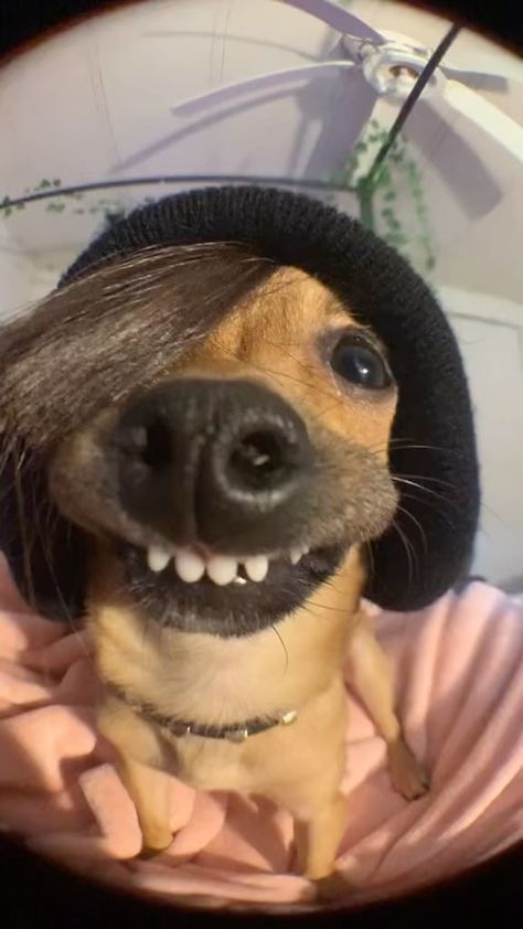 Emo Animals, Dog Pfps, Emo Dog, I Love Pfp, Punk Pfp, Emo Funny, Love Profile, Animal Selfies, Goofy Animals