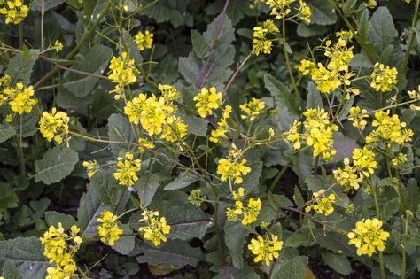 Wild Mustard, Modern Japanese Garden, Mustard Plant, Medicinal Herbs Garden, Plant Breeding, Mustard Flowers, Edible Wild Plants, Herb Gardening, Wild Edibles