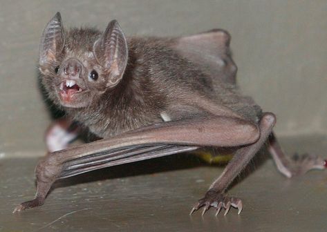 Bat Facts, Bat Photos, Vampire Bats, Female Vampire, Baby Bats, Vampire Bat, Greatest Mysteries, Weird Animals, Primates