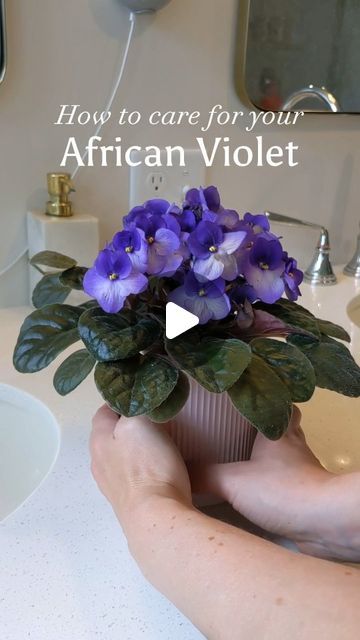 Erika | Interior Design Enthusiast * DIY Blogger * Plant Lover on Instagram: "African violets are finicky little princesses, but I've had some luck with this one. Here's how I keep mine happy:  ✔️ Keep it root-bound. African violets like to be compact, so keep the pot to 1/3 the size of the plant. ✔️ Water from the bottom. These plants don't like their leaves to get wet. Fill a dish with water and set the pot inside to bottom-water. Repeat until the soil stops sucking up the water. Bonus points if you add a drop of African violet food! ✔️ Deadhead spent blooms. Not only does deadheading spent blooms enhance the look of your plant, it also helps the plant direct its energy into new blooms. Don't forget to disinfect your pruning shears!  Happy gardening!  #africanviolets  #greenthumbsofinsta Violet Food, African Violet Care, African Violet Pots, African Violets Plants, Violet Plant, African Violet, African Violets, Pruning Shears, The Soil