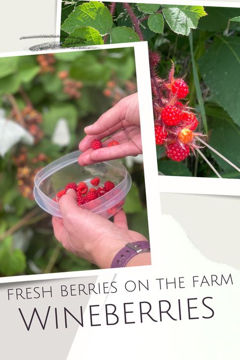 Have you ever picked fresh berries from the farm? Wineberries are perfect for cobblers, jelly, muffins and snacking. Berry Farm Aesthetic, Pick Your Own Berry Farm, Beauty Berry Jelly, U Pick Berry Farm, Permaculture Berries, Berry Picking, Homestead Living, Wild Berry, Fresh Berries