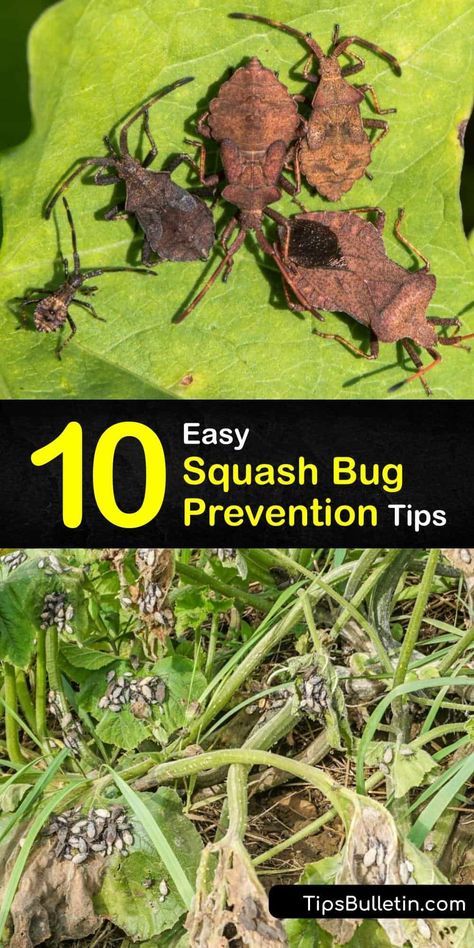 Find out how to prevent the squash vine borer, also known as Anasa tristis or cucumber beetle, from laying its squash bug egg and destroying your squash plant. Use easy at home items like neem oil to beat this bug and treat powdery mildew as a bonus. #prevent #squash #bugs Grow Squash, Squash Garden Ideas, Squash Planting, Planting Squash, How To Grow Squash, Vertical Squash Gardening, Trellis For Squash, Planting Squash In Containers, Keep Bugs Out Of Garden