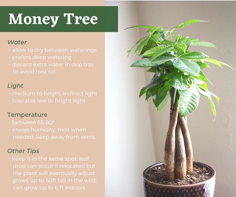 Care tips for Money Tree houseplants from the experts at Earl May Garden Center. Caring For Money Tree Plant, House Plant Symbolism, Pachira Aquatica Care, How To Care For A Money Tree Plant, Money Tree Care Indoor, Money Tree Plant Meaning, Pachira Plant, Money Tree Care, Chinese Money Plant Care