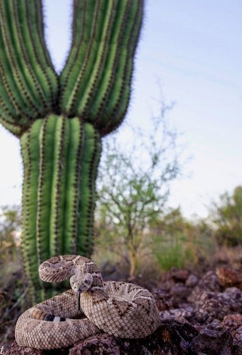 Arizona Desert Animals, Southwestern Aesthetic, American Desert, Desert Animals, Southwestern Art, Desert Life, Reptile Snakes, Arizona Desert, Desert Garden