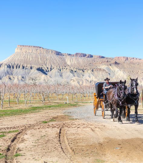 Wine tours with JR’s Carriage Service. Photo by Visit Palisade Facebook. Palisade Colorado, Colorado Towns, Colorado Travel, Main Attraction, Best Hikes, Unique Things, Tourist Destinations, Peaches, Monument Valley