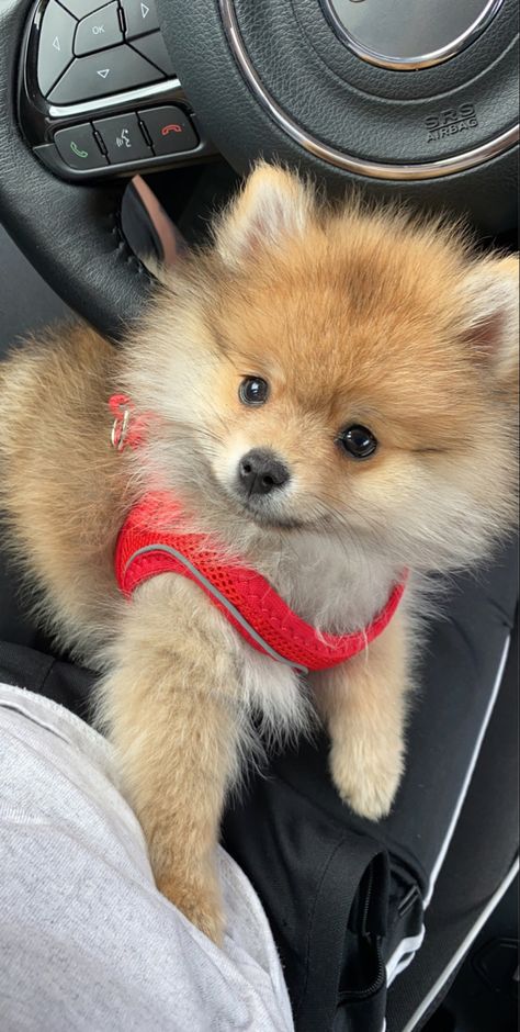 Pamorania Dog, Pomeranian Dog Aesthetic, Red Pomeranian, Rich Pomeranian Aesthetic, Puppies Pomeranian, Dogs Tattoo Ideas, Dog Ear Tattoo, Beige Pomeranian, Spitz Pomeranian