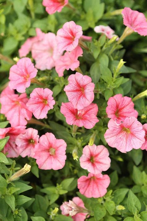 Petunia is a stunning yet low-maintenance plant that you can grow on an east-facing balcony Flowers For East Side Of House, East Facing Balcony Plants, East Facing Window Box Plants, East Facing Garden Plants, East Facing Flower Bed Ideas, East Facing Garden, Balcony Flower Box, Window Box Plants, Porch Flowers