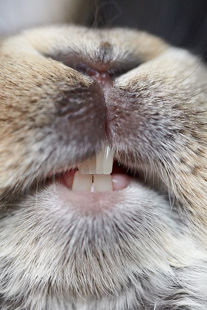 Big bunny smile , and a good chance for humans to see up close what healthy bunny teeth should look like.  Which by the way is a MUST. This is something I believe MANY people thinking about getting a pet rabbit DON'T realize. Therefore a rabbit savvy vet is a must!!! DP Bunny Smile, Regard Animal, Animal Noses, Big Bunny, Bunny Stuff, Love Bunnies, Rabbit Care, Bunny Pictures, Cute Bunnies