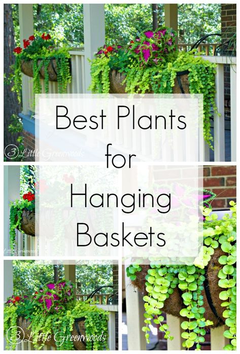 The Best Plants for Hanging Baskets on Front Porches Hanging Plants Outdoor, Deck Planters, Container Gardening Flowers, Hanging Flower Baskets, Plants For Hanging Baskets, Best Plants, Planter Ideas, Diy Hanging, Flowers Wallpaper