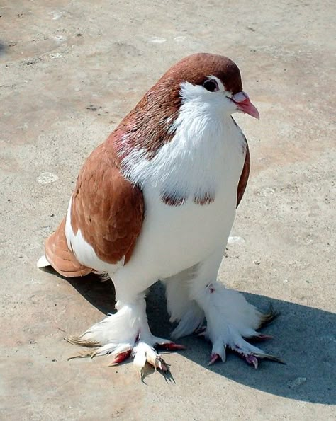 EXOTIC PIGEON BREEDS OF ‪‎LAHORE‬ ‪PAKISTAN‬ Lahore Pigeon, Pet Pigeon, Cute Pigeon, Pigeon Pictures, Pigeon Breeds, Pigeon Bird, Pretty Animals, Nature Birds, Animal Sketches