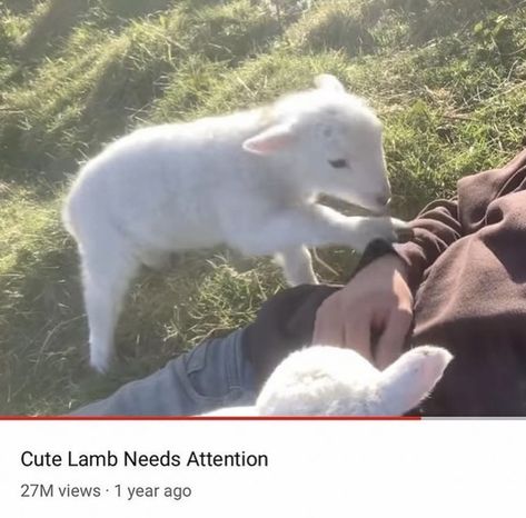 Cute Lamb, Baby Goats, 귀여운 동물, Literally Me, Spirit Animal, My Vibe, Sheep, Aura, Cute Animals