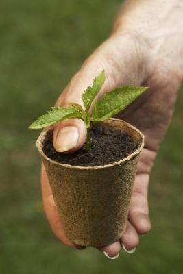 Alternately, let the plant's identity be a surprise. Clay Pot Lighthouse, Peat Pots, Seedlings Indoors, Plant Seedlings, Greenhouse Kit, Peat Moss, Seed Starting, Potting Soil, Clay Pots