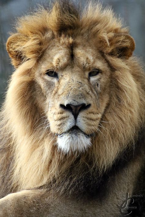 Chessington Zoo: Kamal (Asiatic Lion) | Chessington's lion t… | Flickr Persian Lion, Asiatic Lion, Panthera Leo, Lion, Quick Saves