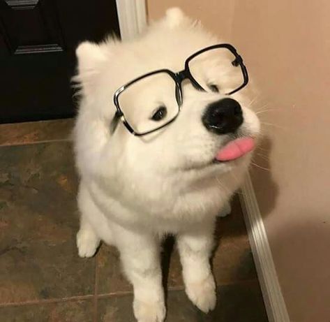 Samoyed Dogs, Silly Dogs, Fluffy Dogs, White Dog, Wearing Glasses, Silly Animals, Cute Animal Photos, Cute Cats And Dogs, Cute Creatures