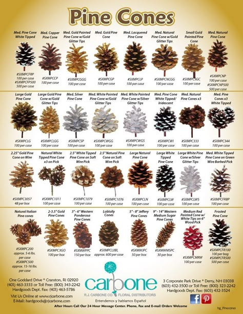 Dec 13, 2012 - This Pin was discovered by Helena Willis. Discover (and save!) your own Pins on Pinterest Tree Leaf Identification, Identifying Trees, Leaf Identification, Pinecone Crafts, Tree Id, Pine Cone Art, Tree Identification, Diy Christmas Village, Trendy Diy