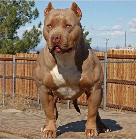 Odio, abandono, muerte, guerra esas y mas cosas he tenido a lo largo … #fanfic # Fanfic # amreading # books # wattpad Chien Cane Corso, Pitbull Dog Breed, Bully Breeds Dogs, Scary Dogs, Huge Dogs, Giant Dogs, Bully Dog, Bull Terriers, Pitbull Puppies