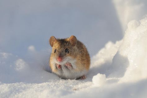 Frontal view of winter mouse in snow. Striped Field Mouse (Apodemus agrarius) in , #AFFILIATE, #mouse, #snow, #Striped, #Frontal, #view #ad Sunny Winter Day, 2 Animals, Sunny Winter, Field Mouse, Funny Mouse, Cute Mouse, Best Images, Animal Sketches, Photo Reference