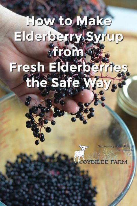 How to Make Elderberry Syrup from Fresh Elderberries the Safe Way | Elderberry Syrup Benefits, Make Elderberry Syrup, Elderberry Benefits, Elderberry Syrup Recipe, Elderberry Recipes, Elderberry Syrup, Blue Zones, Syrup Recipe, Clean Living