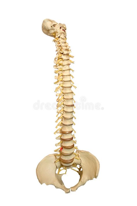 Spine. A model of a spinal column isolated on white , #Affiliate, #spinal, #model, #Spine, #white, #isolated #ad Spine Problems, Sports Physical Therapy, Body Foam, Spinal Column, Spine Pain, Foam Rollers, Back Pain Remedies, Relieve Back Pain, Long Term Care