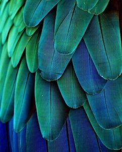 Macro Fotografia, Teal Color Schemes, Analogous Color Scheme, Analogues Colour, Teal Decor, Color Vision, Color Harmony, Color Psychology, Green Wall