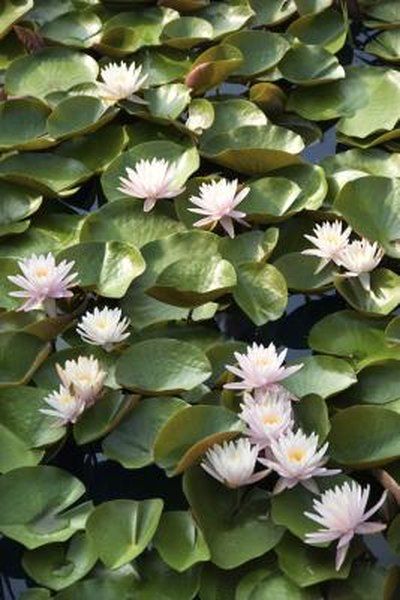 Backyard Fountain, Rustic Outdoor Decor, Plants Care, Pond Maintenance, Bhaji Recipe, Pond Landscaping, Backyard Landscape, Lakshmi Images, A Pond