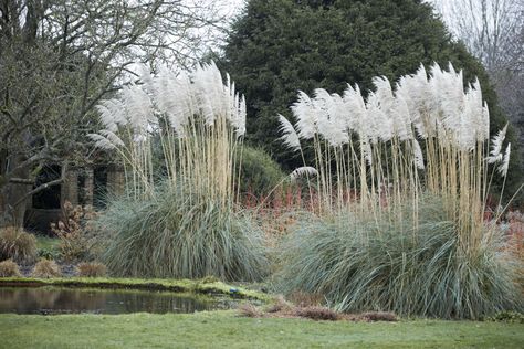 Gardening 101: Pampas Grass - Gardenista Winter Planting, Red Dogwood, Colorful Shrubs, Russian Sage, Perennial Grasses, Grasses Landscaping, Specimen Trees, Invasive Plants, Garden Shrubs