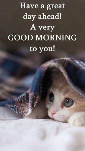 Cat Good Morning Quotes, Good Morning Kitty, Good Morning Cats, Cute Morning Quotes, Good Morning Animals, Good Morning Cat, Good Morning Posters, Good Night Cat, Good Sunday Morning