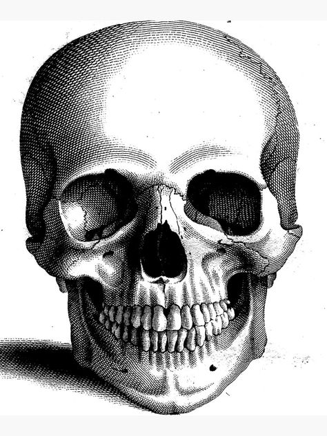 "Crosshatch Black and White Skull Pen and Ink Drawing" Mounted Print by boltthedoor | Redbubble Skull Painting Black And White, Cross Hatching Skull, Detailed Skull Drawing, Black And White Skull Drawing, Skull Crosshatching, Skull Ink Drawing, Skull Moodboard, Black And White Skull Tattoo, Skull Pen Drawing