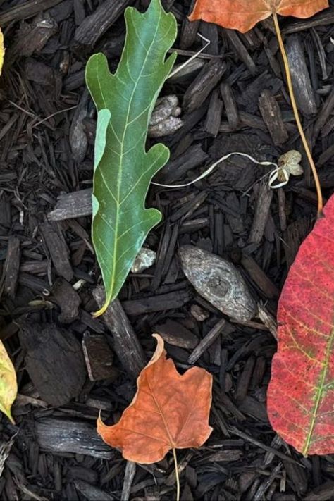 Leaf Lantern Craft for Fall