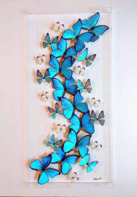 NEW! 16x34 butterfly displays, real butterfly artwork, mounted butterflies butterfly in a frame framed butterfly, butterfly art Mounted Butterflies, Tropical Butterflies, Butterfly Display, Real Butterflies, Framed Butterflies, Framed Butterfly, Butterfly Taxidermy, Blue Centerpieces, Nh Wedding