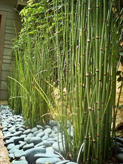 Backyard bamboo for privacy Horsetail Reed, Japanese Garden Decor, Japanese Garden Design, Bamboo Garden, Pond Plants, Evergreen Plants, Ideas Pictures, Futurism, Contemporary Landscape