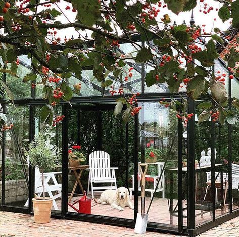 Modern meets practical with the Exaco Janssens Modern M23 Greenhouse. Its sleek design and compact size make it an ideal choice for urban gardens or smaller spaces. Upgrade your gardening game with this stylish and efficient greenhouse. Ready to modernize your garden? DM us or visit the link in our bio for more details on this greenhouse! #ModernGreenhouse #ExacoJanssens #UrbanGardening Roof Greenhouse, Greenhouse Staging, Modern Greenhouses, Louvre Windows, Sloping Roof, Knee Wall, Double Sliding Doors, Greenhouse Kit, Roof Window